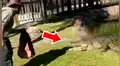 Lanzan trozos de carnes a piscina invadida de cocodrilos y depredadores tienes feroz reacción [VIDEO]