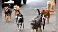 Perros comunitarios: una alternativa para cuidar de los animales callejeros