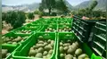 Perú se convierte en el segundo exportador de palta en el mundo