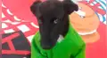 “Tabata”, la perrita discriminada por ser negrita por fin encontró un hogar [VIDEO]