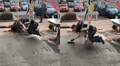 Albañil sorprende con ingenioso truco para emparejar el cemento de una vereda [VIDEO]