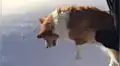 Instagram: ¿lanzaron a mascota desde un avión? Ilusión óptica alarmó en redes [VIDEO]