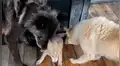 Lobo negro observa conoce a un perro bebé y su conducta conmueve a todos [VIDEO]