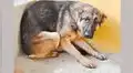YouTube: aterrado por pirotecnia, perro se lanza del piso 11 y cae sobre mujer