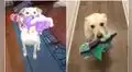 Perrita comparte sus juguetes con cada visitante que llega a su hogar y enternece redes