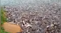 Lanza comida a orillas de un río y enorme cardumen de peces aparece [VIDEO]