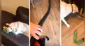 Perro simula accidente con aspiradora y su perro lo sorprende con peculiar conducta [VIDEO]