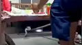Escucha raros sonidos debajo de su cama y descubre a una voraz serpiente arrastrándose [VIDEO]