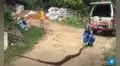 Revisan extraño pozo y descubren voraz serpiente pitón que estaba en busca de comida [VIDEO]