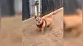 Encuentra tierno perro en la calle, se acerca para acariciarlo y este tiene furiosa reacción [VIDEO] 