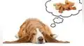 ¿Los perros sueñan? Video revela qué sucede mientras estos animales se encuentran descansando