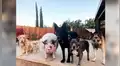 Cerdo es criado con cinco perros y ahora se comporta como un can [FOTOS]