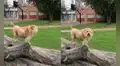 Joven cambia el look de su perrito para que se parezca a la melena de un león