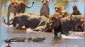 Feroz cocodrilo se enfrenta a manada de leones para robar su presa y el desenlace sorprende a todos [VIDEO]