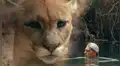 Hombre sale del río y queda ‘cara a cara’ de hambriento puma y este tiene efusiva reacción [VIDEO]
