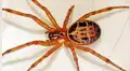 En terapia intensiva quedó una niña de 3 años por picadura de una araña de rincón [VIDEO]