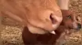 YouTube viral: perro llora de emoción al reencontrarse con vaca que lo cuidó desde bebé 