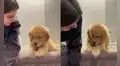 Mujer le da clases a su perro para que aprenda a bajar escaleras y el resultado enternece a miles