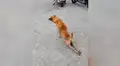 Facebook: Captan a perro fingiendo estar cojo por una insólita razón [VIDEO]