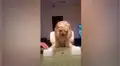 Crea un divertido juego para poner a prueba a su perro y este lo sorprende con su habilidad [VIDEO] 