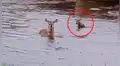 Ciervo intenta cruzar peligroso río con su cría, pero ocurre trágico incidente [VIDEO]