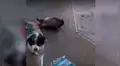 Gato intenta fastidiar a can pero su obesidad se lo impide y sufre divertida caída [VIDEO]