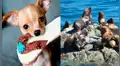 Facebook: perro chihuahua tiene épica pelea con lobos marinos en medio del océano [VIDEO]