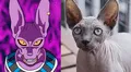 Dragon Ball Super: así reaccionó un 'gato egipcio' cuando tuvo encuentro con "Bills", el Dios de la Destrucción [FOTOS]