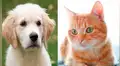 Nueve consejos para ahorrar en el cuidado de tu mascota