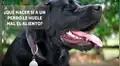 ¿Por qué tu perro suele tener mal aliento y cómo solucionarlo? [VIDEO]