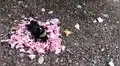Facebook: hormigas realizan un emotivo funeral a una abeja reina [VIDEO]