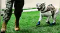 Frida y otros perros considerados héroes nacionales mexicanos [FOTOS]
