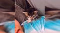Joven le dedica una canción a su pequeño gato y este tiene una tierna reacción [VIDEO] 