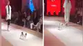 Vía YouTube: desfile de modas realizado en Turquía es interrumpido por tierno gato [VIDEO]