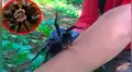 Chico se deja morder por gigantesca tarántula, sin imaginar el terrible daño que sufriría [VIDEO]