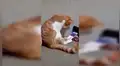 Facebook Viral: Así reaccionó un gato al ver fotos de su dueña fallecida [VIDEO]