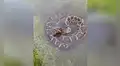 Encuentra enorme serpiente pitón en un charco de agua y se acerca para capturarla [VIDEO]
