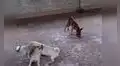 Perrito ‘aprovecha’ que dos canes se peleaban por un plato comida y este corre a devorarla [VIDEO] 