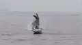 Enigmática ballena irrumpe con furia cerca del barco de valiente pescador y sucede lo peor [VIDEO]