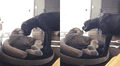 Perro ve que su amo se apoderó de su cama y hace lo impensado para echarlo [VIDEO] 