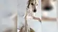 Perro tiene emotivo reencuentro con su dueño tras haberse perdido por varios meses [VIDEO]