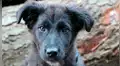 La historia detrás del Día del Perro sin Raza en el mundo 