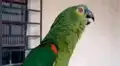 YouTube viral: Loro canta ópera y deja en shock a los amigos de su dueña