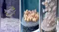 YouTube viral: grabó el proceso de nacimiento de pequeños peces cíclidos durante 21 días [VIDEO] 