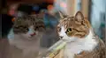 Facebook viral: gato se escapó de casa y su dueño lo encontró en el lugar menos pensado [FOTOS]