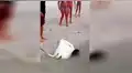 Facebook: Una manta raya da a luz en la playa y reacción de bañistas sorprende [VIDEO]