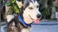 Muere el perro que vendía cupcakes en la plaza para pagar su quimioterapia [FOTOS y VIDEO]