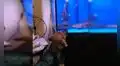 Perro se pone frente a una pecera y protagoniza un singular ‘duelo’ con un pez  [VIDEO]