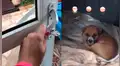 Mujer rescata cachorros de la calle y descubre que aman jugar a las ‘escondidas’ [VIDEO]