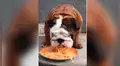 Perro disfruta uno de sus platos favoritos y dueño lo graba [VIDEO]